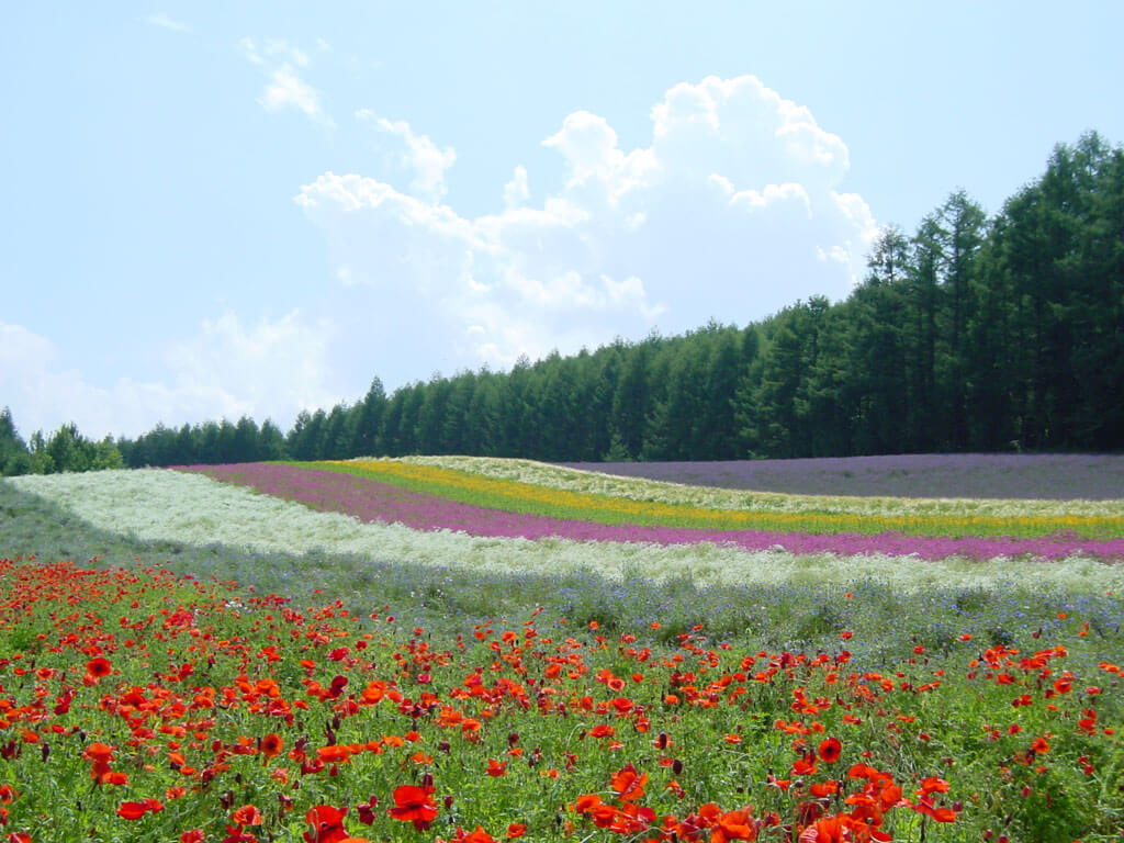 Farm Tomita flower field